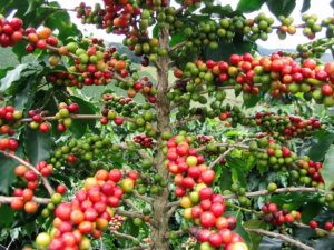 Colombian Coffee, The Finest and more Sustainably Coffee in the World